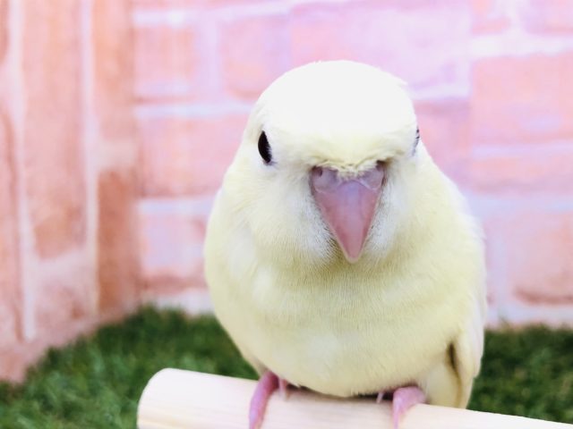 サザナミインコ