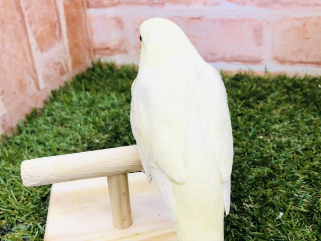 サザナミインコ