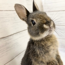 最新画像！ネザーランドドワーフ（ブラックオター）　コーヒーカラー？なうさぎさん来ました！