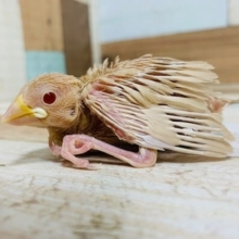 人気の淡いカラーの文鳥さん♪シナモン文鳥さん☆