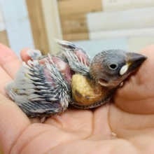 もうすぐおめめが開きます♪ヒナヒナシルバー文鳥さん☆