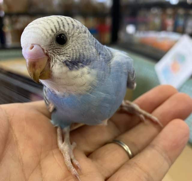 セキセイインコさん　スパングル入舎しました