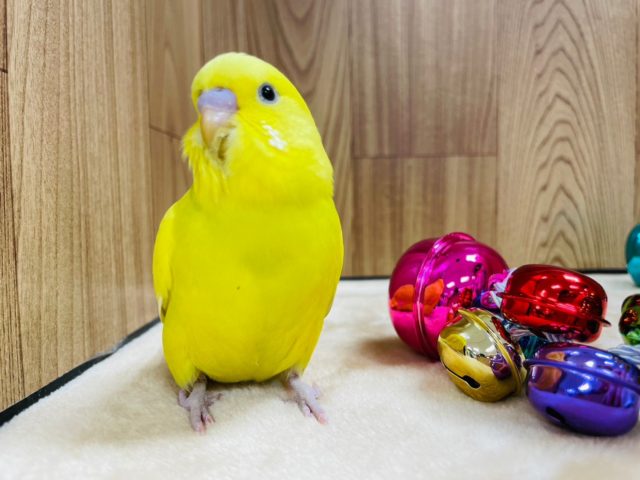 セキセイインコ