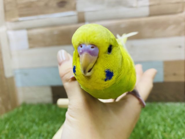 ジャンボセキセイインコ