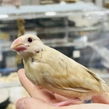 【最新画像更新！！】ご飯の時は別人に‪☆シナモン文鳥(ヒナ)