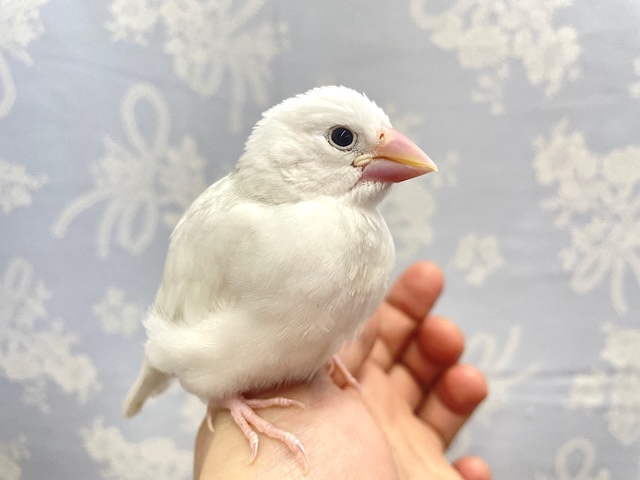 白文鳥