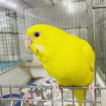 1人餌！最新画像になりますよ⭐️ヒヨコさんじゃないよ！！セキセイさんだよ！！　セキセイインコ　ルチノー