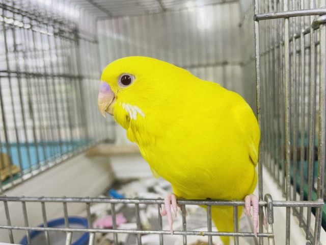 1人餌！最新画像になりますよ⭐️ヒヨコさんじゃないよ！！セキセイさんだよ！！　セキセイインコ　ルチノー