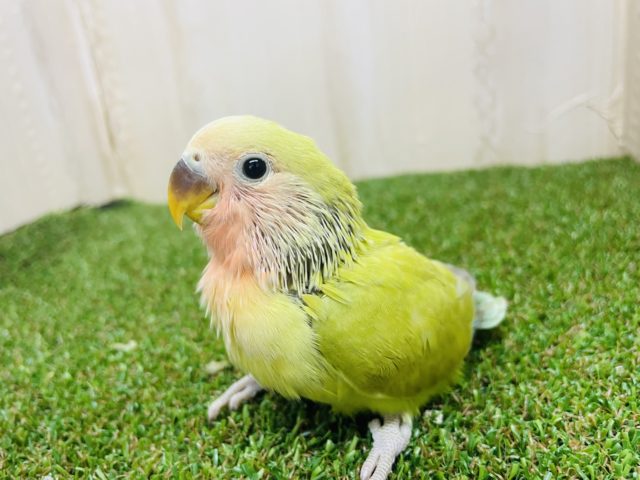 コザクラインコ（小桜インコ）