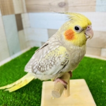 甘えん坊さんなシナモンパール☆オカメインコ