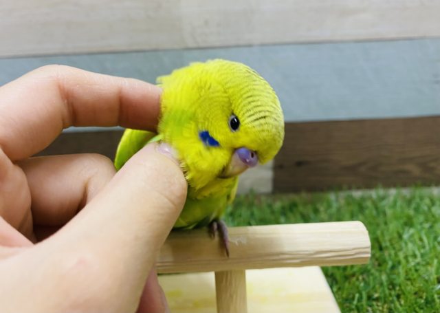 最新画像有り☆大きいおでこが可愛いんですっ！ジャンボセキセイインコのスパングル！