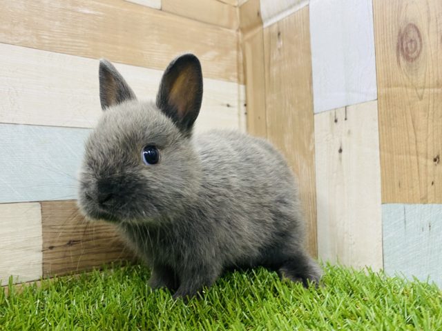 ぬいぐるみのような丸っこさです ブルー一色のネザーランドドワーフ 東京からもほど近い 千葉県 神奈川県 埼玉県でうさすたぐらむ ネザーランドドワーフ エキゾチックアニマル うさぎのペットホテル 東葛ペット日暮本店 東葛ペット ペットショップ 千葉県