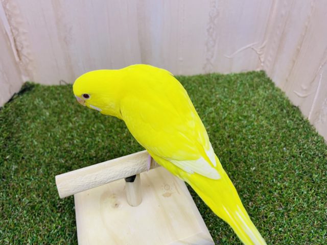 セキセイインコ