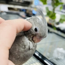 【最新画像更新！！】ガーガー鳴くよ♪オカメインコ(ホワイトフェイス)