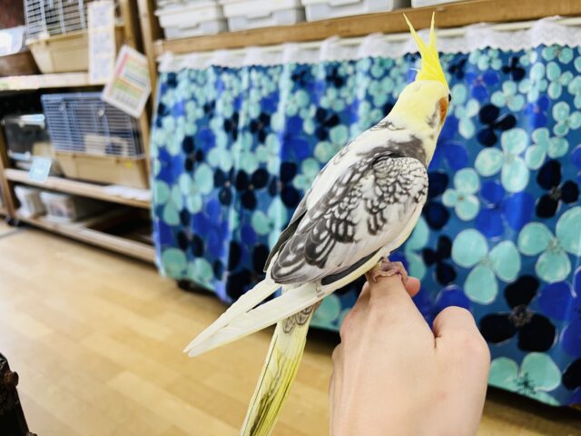 オカメインコ