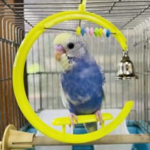 1人餌です！最新画像になりますよ！！相性抜群カラー🟦🟨　セキセイインコ　パステルレインボーパイド