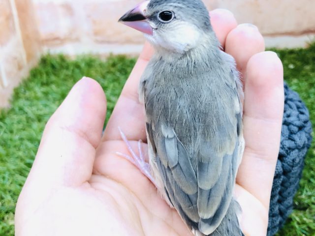 桜文鳥