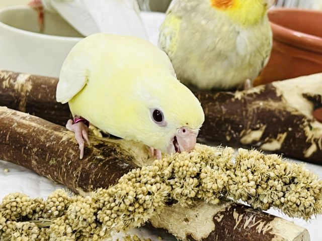 サザナミインコ