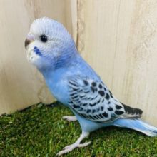 黒模様×濃いめブルー‼️  セキセイインコ　オパーリン