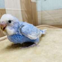 爽やか気分になれそうなカラーのセキセイインコ☆スパングル