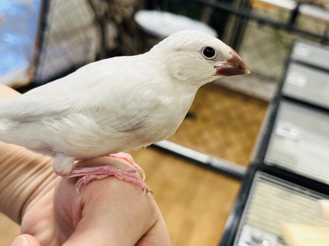 シルバー文鳥