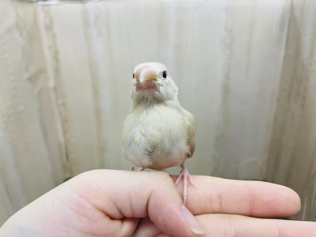 シナモン文鳥