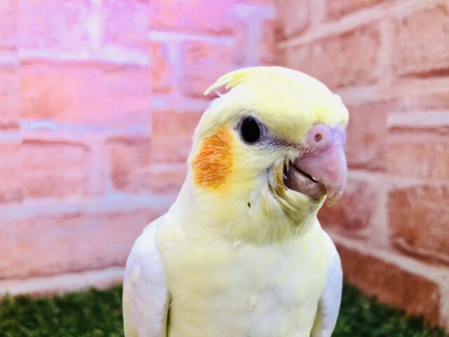 オカメインコ