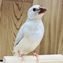 凛々しい顔に見惚れちゃう♡シルバー文鳥