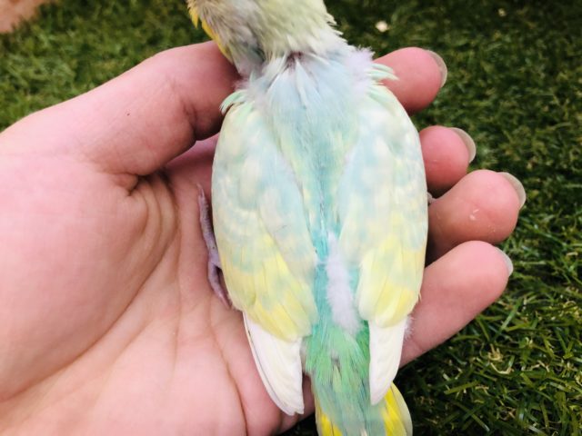 セキセイインコ