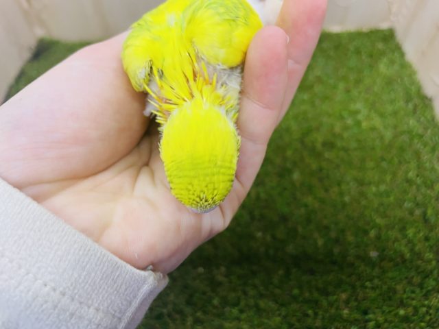 セキセイインコ