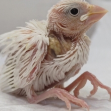 白い天使～👼　白文鳥❄