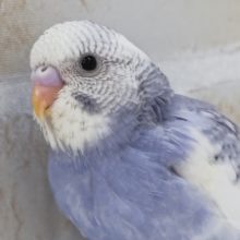 白いお顔が特徴的～🤍　セキセイインコ(ブルースパングルパイド)