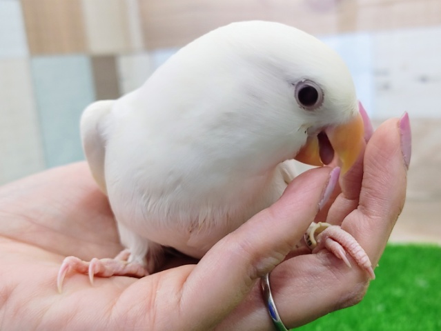 コザクラインコ（小桜インコ）