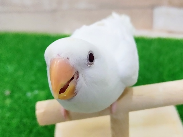 コザクラインコ(アルビノ)入荷しました〜❤