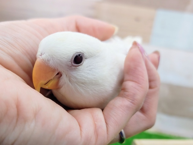 コザクラインコ（小桜インコ）