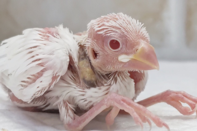 珍しい子が来てくれました🐣　アルビノ文鳥