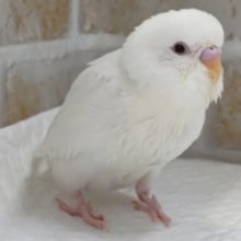 真っ白わたあめ赤目🤍　セキセイインコ(アルビノ)