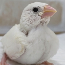 雪みたいだね～❄　白文鳥🐤