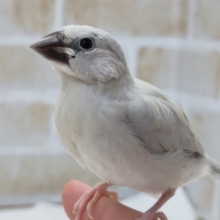 最新画像あり！　ギンギラギンっ✨　シルバー文鳥🐥