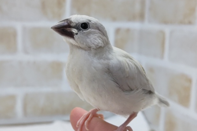 最新画像あり！　ギンギラギンっ✨　シルバー文鳥🐥