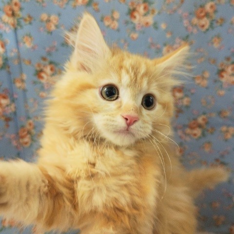 アメリカンカール