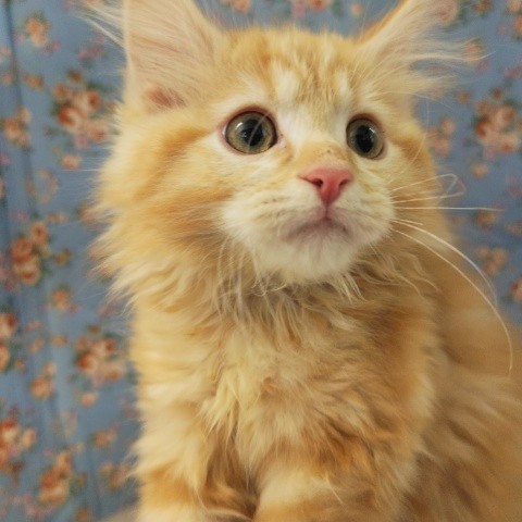 アメリカンカール