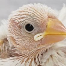 今週も来てくれました～🐣　白文鳥