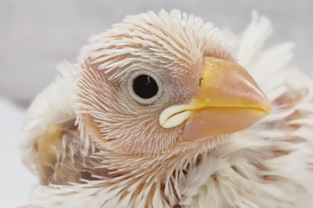 今週も来てくれました～🐣　白文鳥