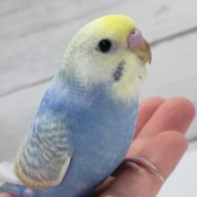 最新画像あり！　鮮やかパステル～🌈　セキセイインコ(パステルレインボースパングル)