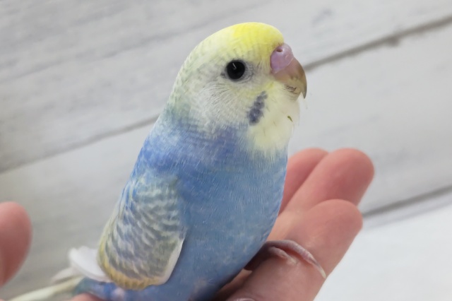 最新画像あり！　鮮やかパステル～🌈　セキセイインコ(パステルレインボースパングル)