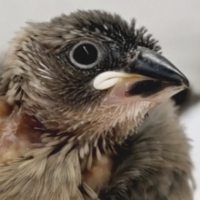 かわいいが溢れてる～🌸　桜文鳥