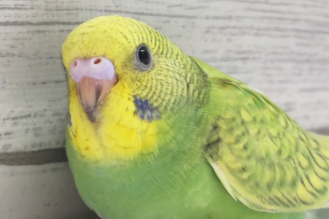 黄色いお顔とキレイな緑色～🍀 セキセイインコ(グリーンスパングル)