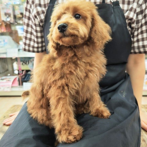 トイプードル(レッド)男の子♪お散歩練習中! トイプードル