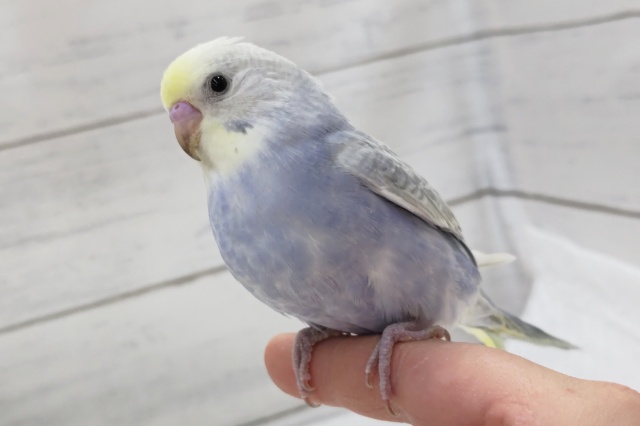 青系のレインボー🌈　セキセイインコ(パステルレインボー)